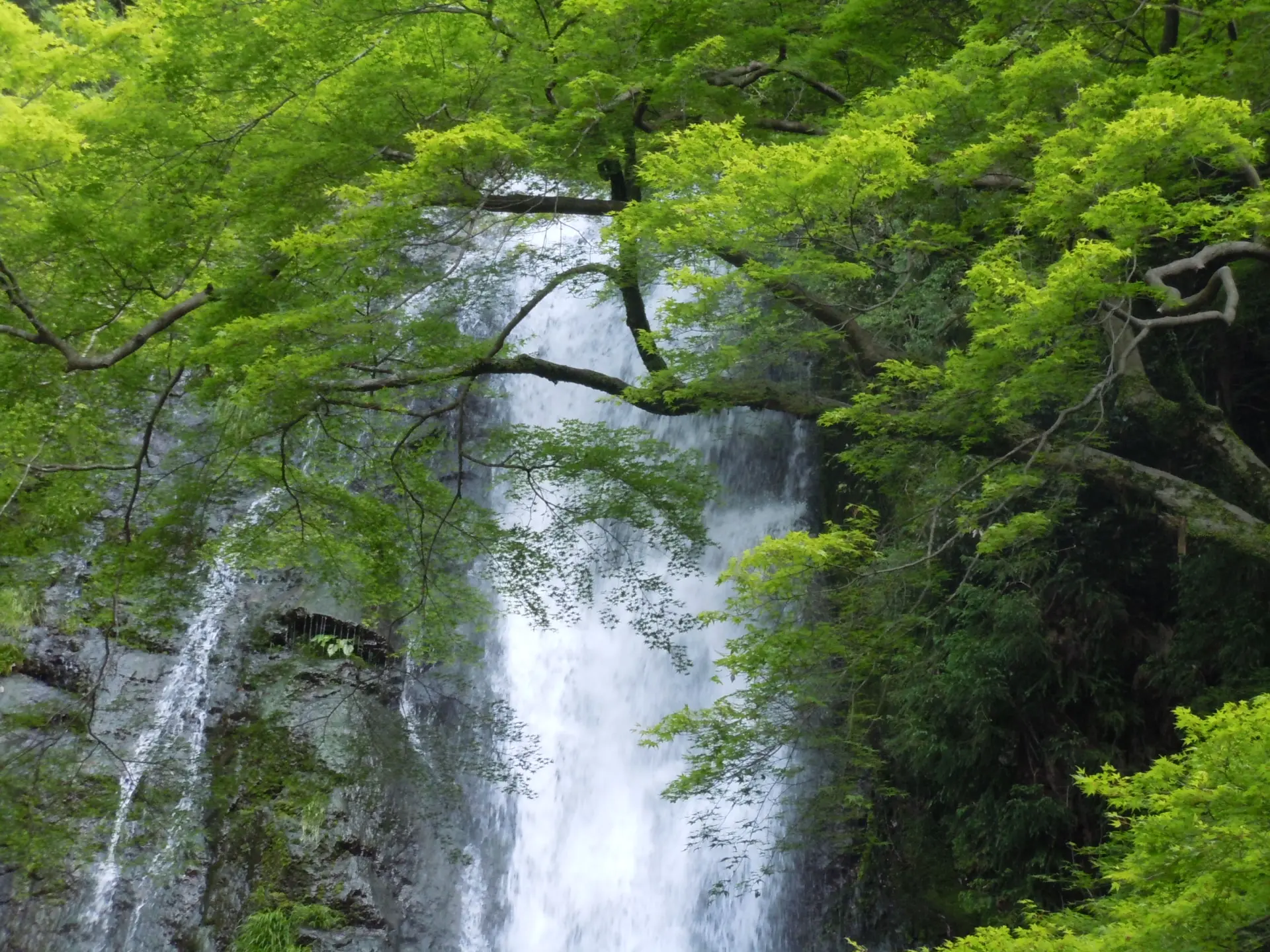 新緑に包まれた箕面大滝