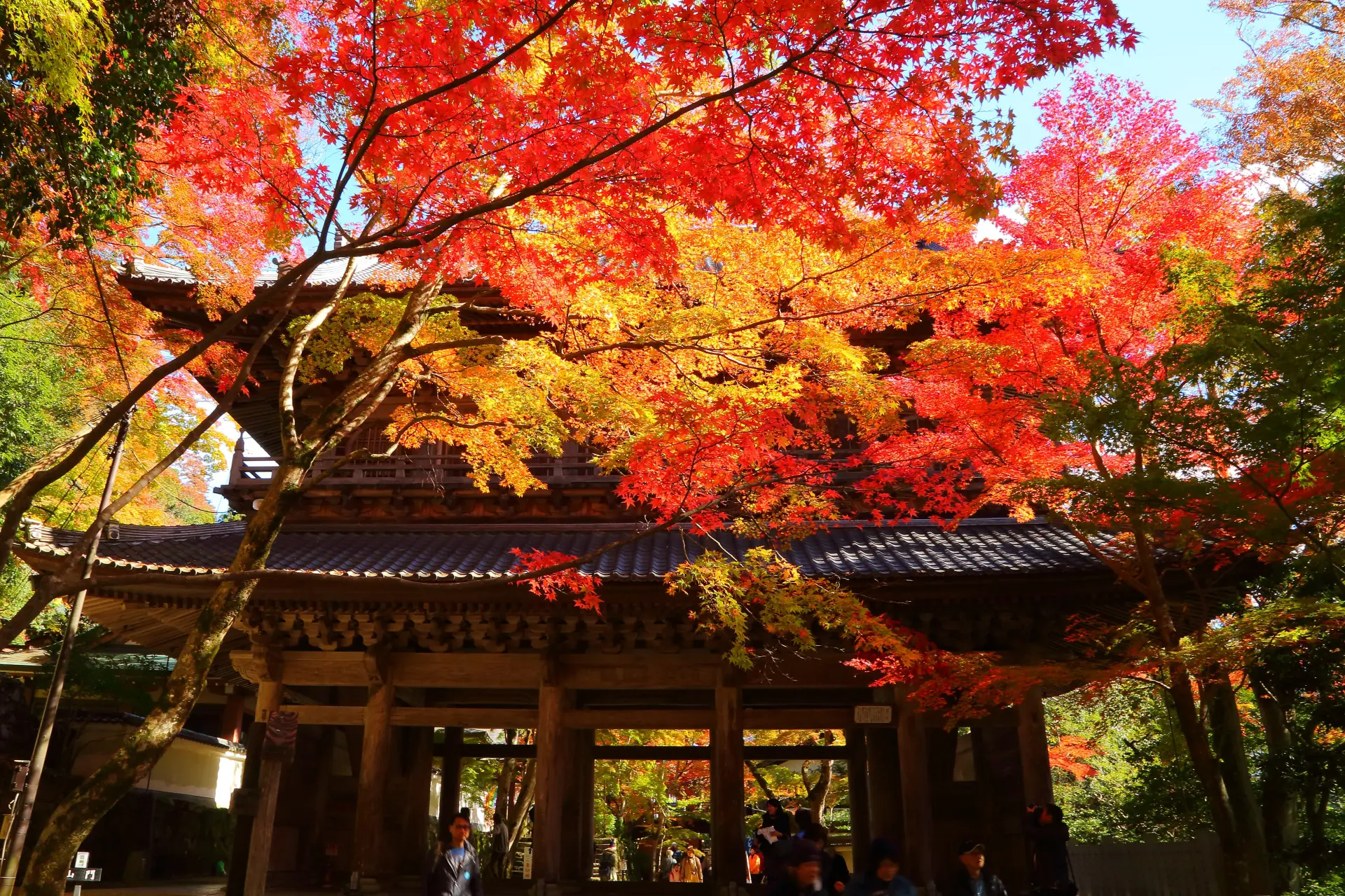 関西でも指折りの紅葉の名所として知られる