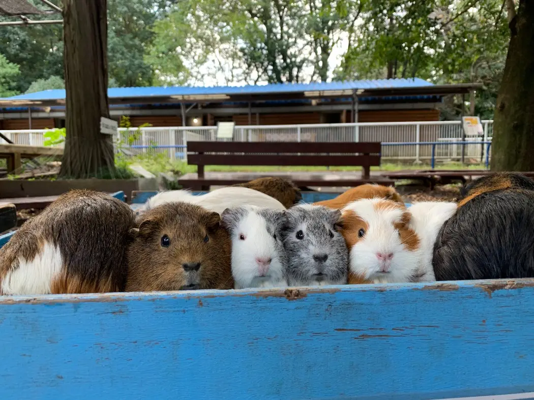 園内の動物園では、モルモットなど小動物とのふれあいが人気