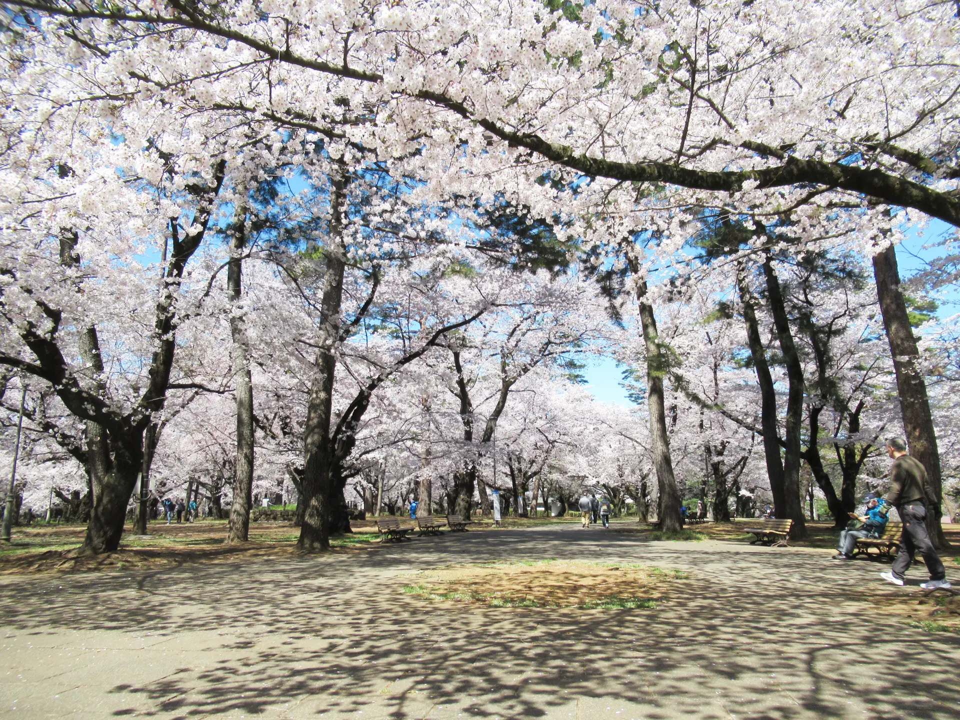 春には満開の桜が園内を華やかに彩る