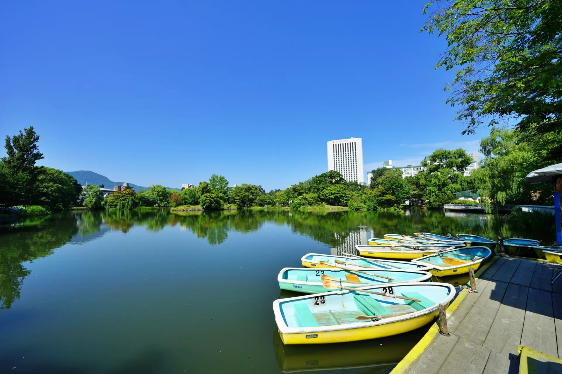 中島公園の菖蒲池