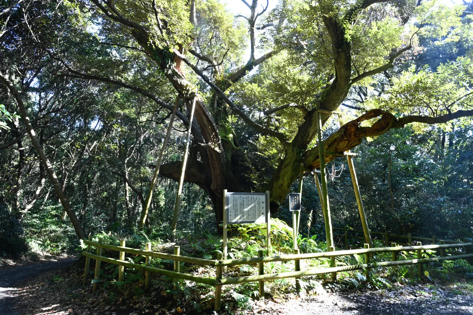 自古以來被視為掌管火山噴發之神棲息的樹木,深受珍視