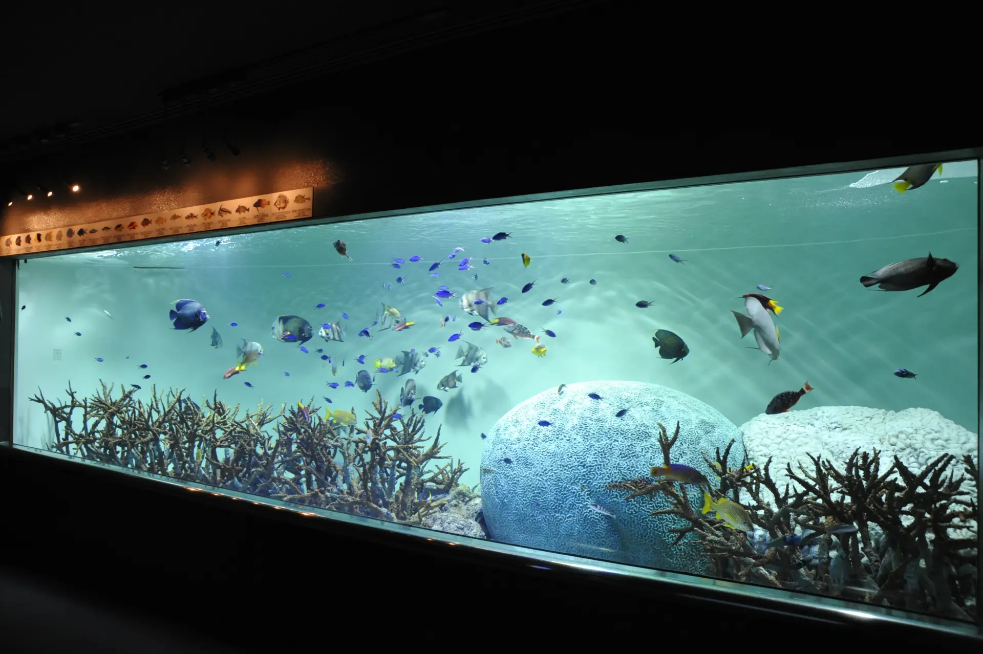 大西洋やインド洋など、世界各地の海に生息する多彩な生き物を展示