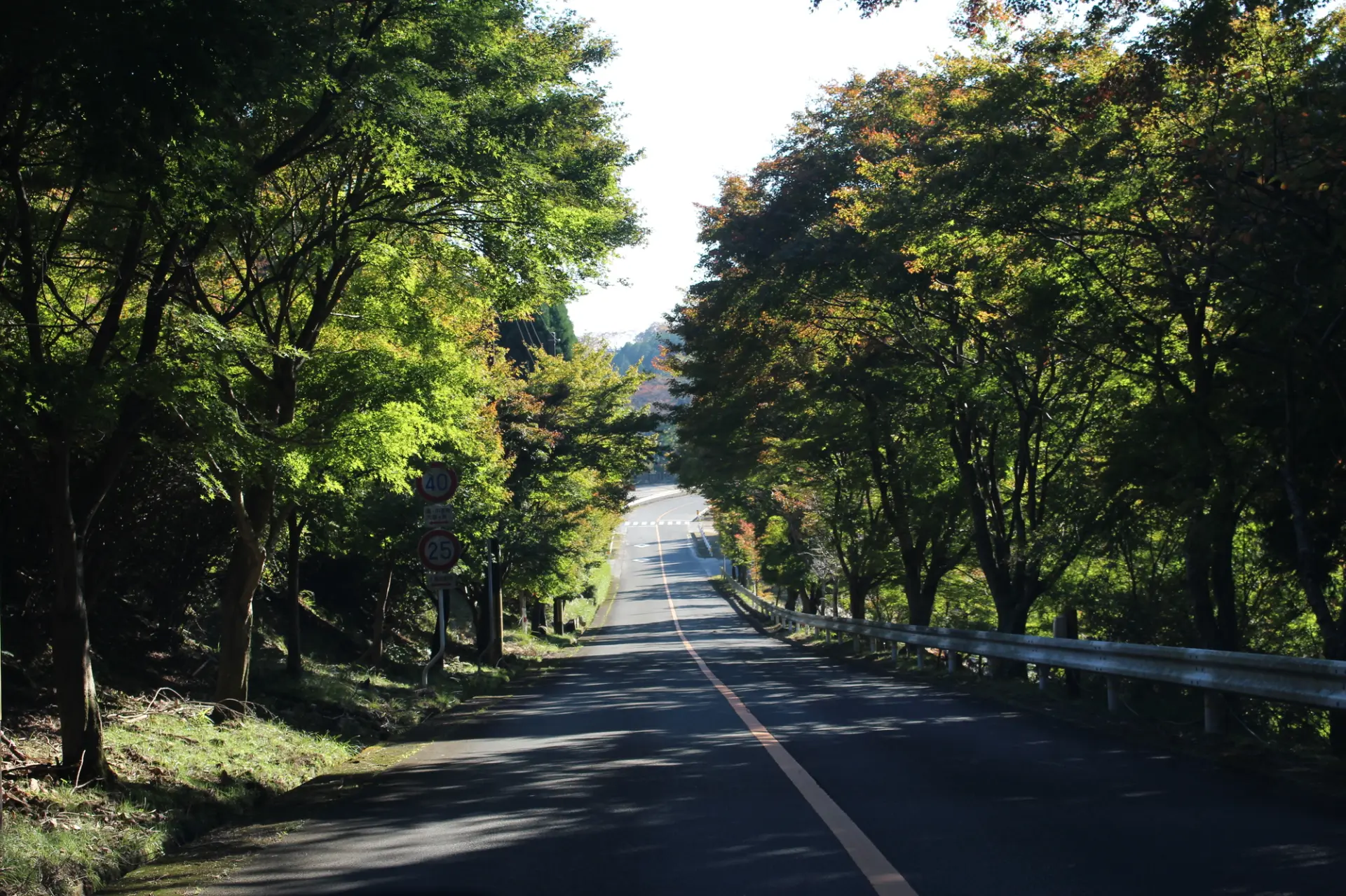 木々に囲まれた道を走り、心地よいドライブを満喫