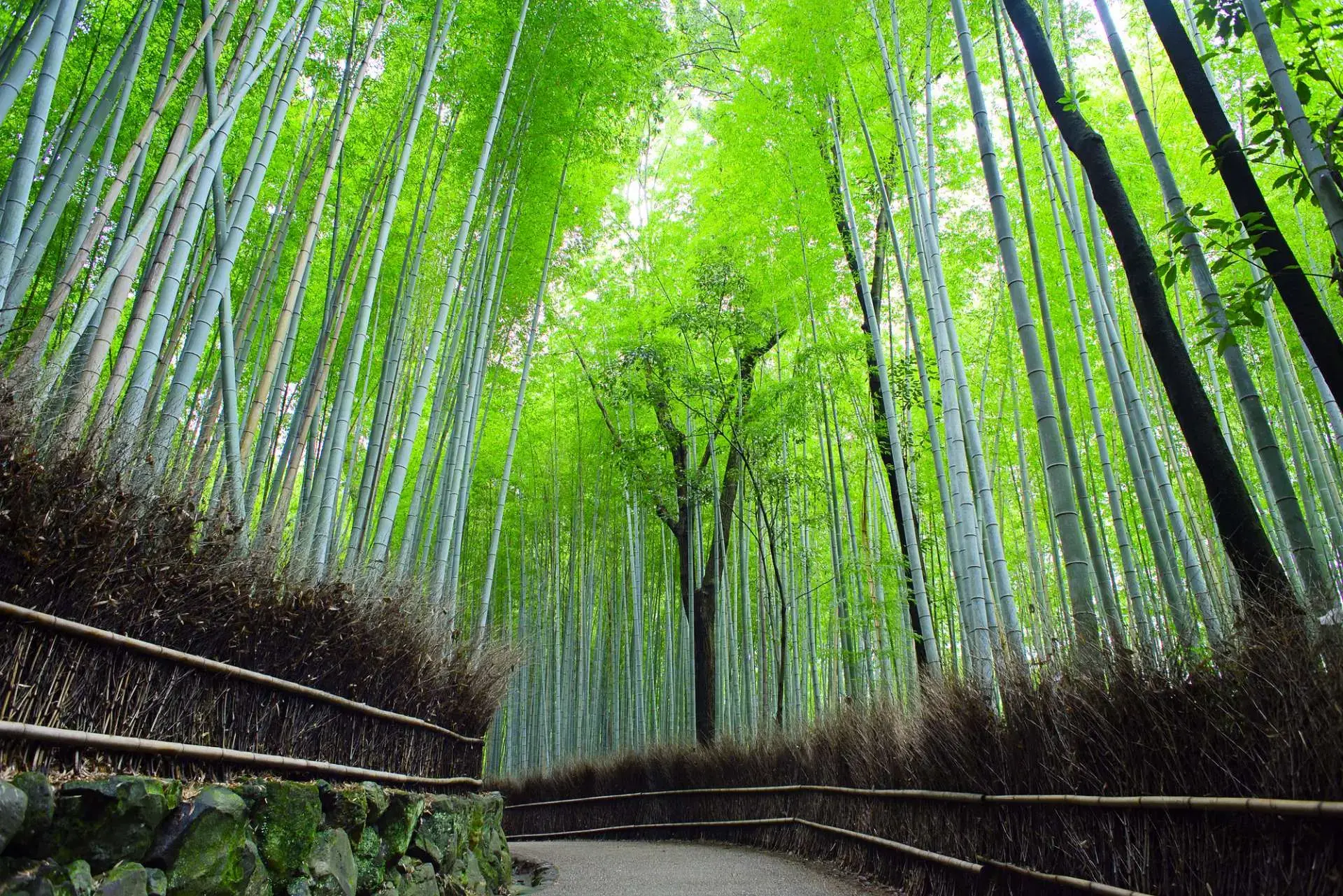 翠綠竹林茂密生長、遮天蔽日的幽靜小徑,是京都最具代表性的觀光景點
