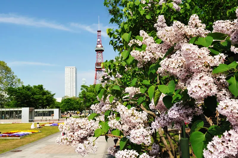 色鮮やかな花々の向こうに、さっぽろテレビ塔を望む