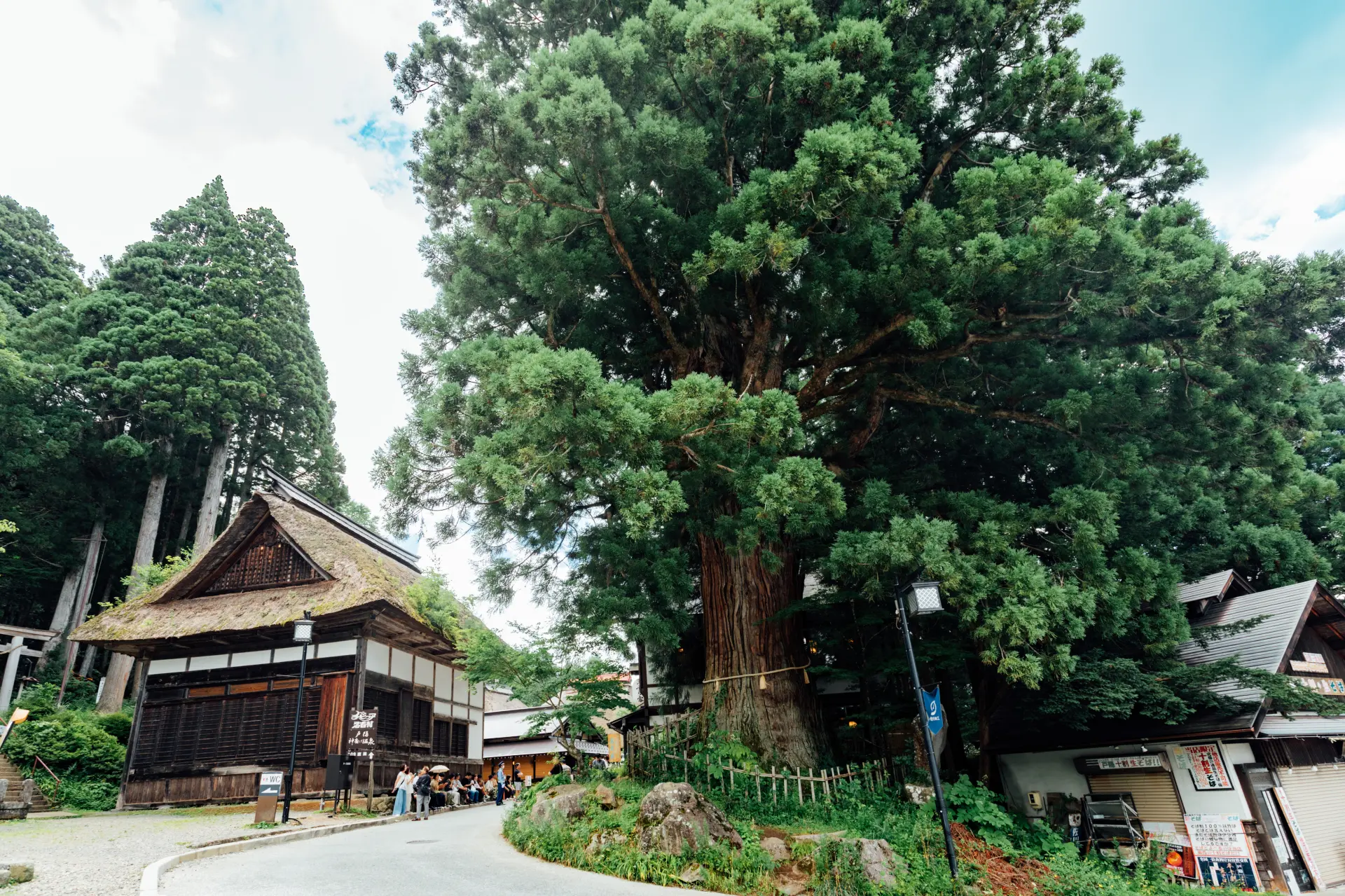 樹齢800年を超える3本の杉が寄り添うように立つ「三本杉」