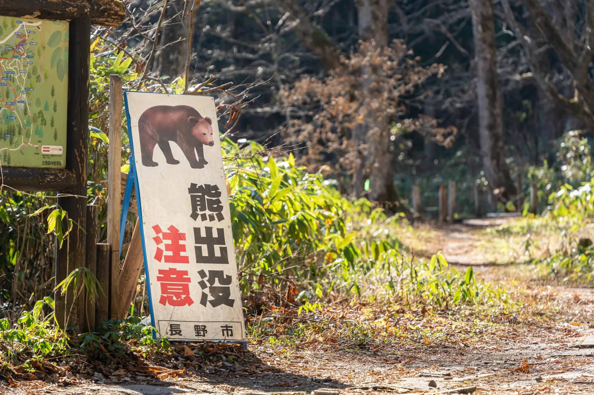 豊かな自然が残る戸隠では熊の出没に注意しよう