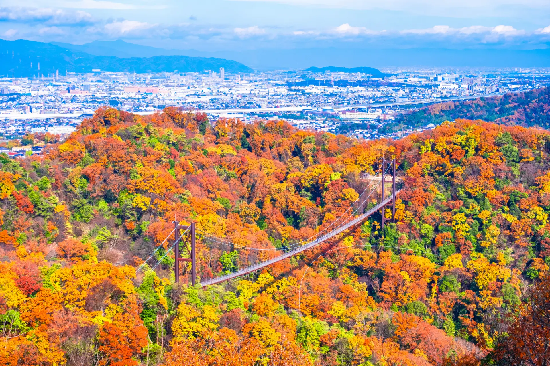 大阪府民の森ほしだ園地で、紅葉の森に架かる「星のブランコ」と市街地を望む