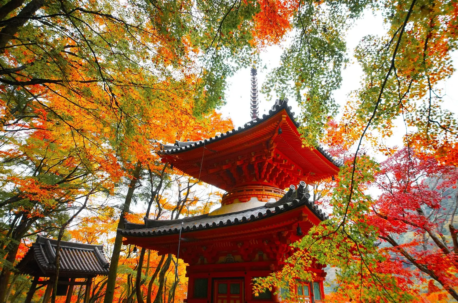 国の重要文化財に指定された朱色の多宝塔を、鮮やかな紅葉が包む