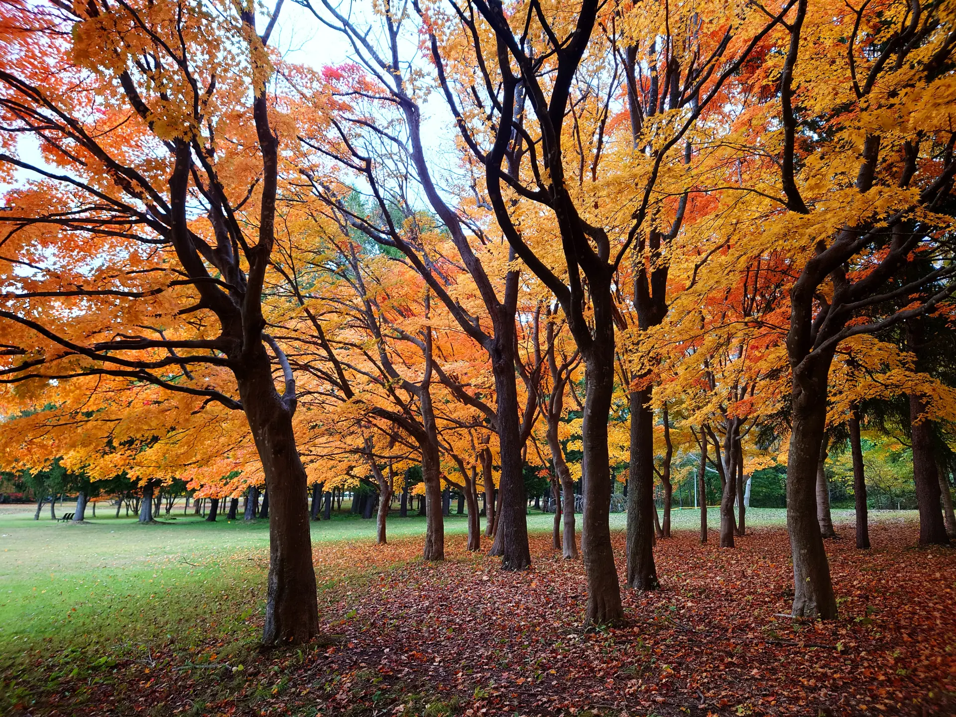色づいた木々の間を歩きながら、札幌の秋らしい紅葉散策を楽しめる