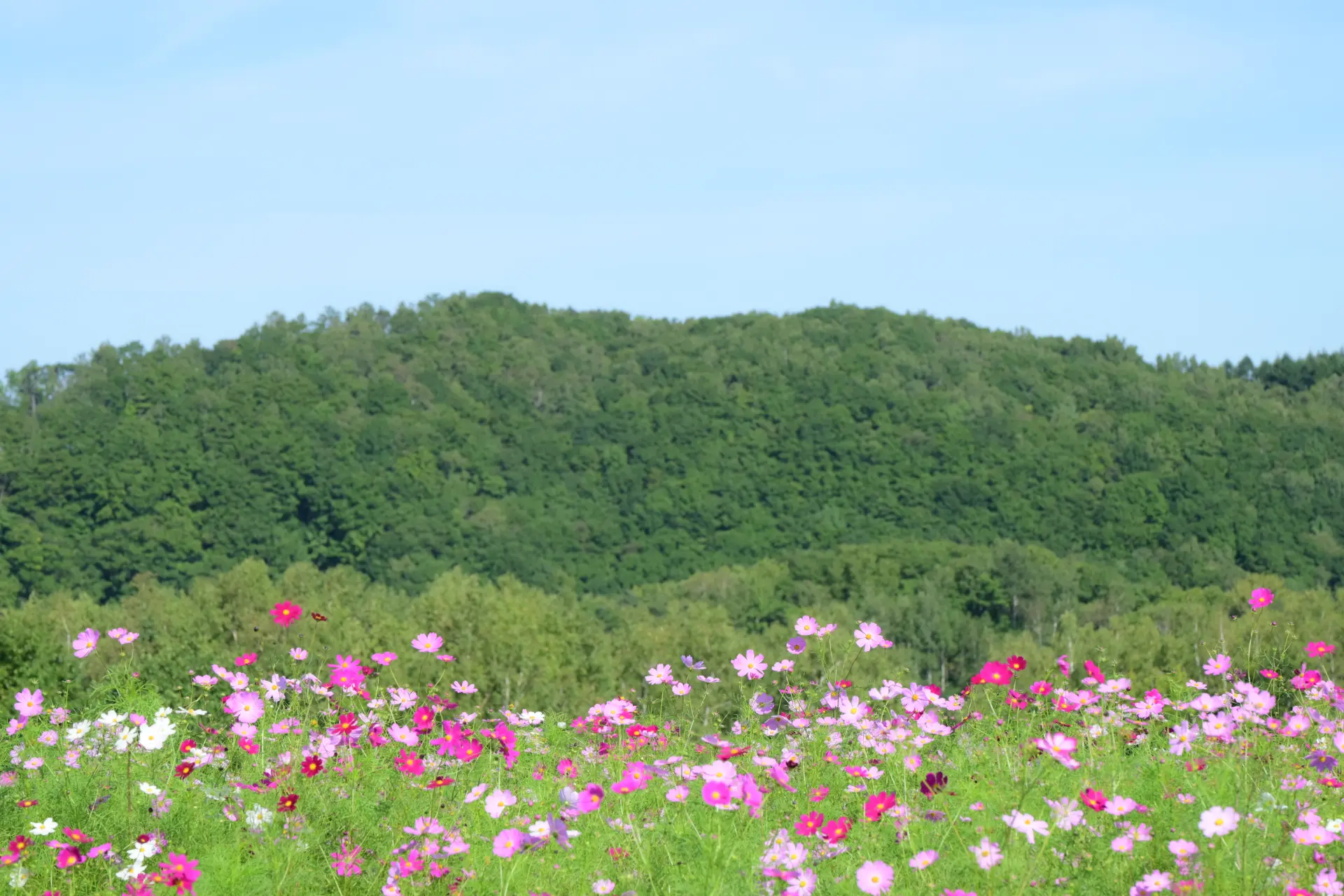 丘一面に咲くコスモスが、ピンクや白の鮮やかな花景色をつくる