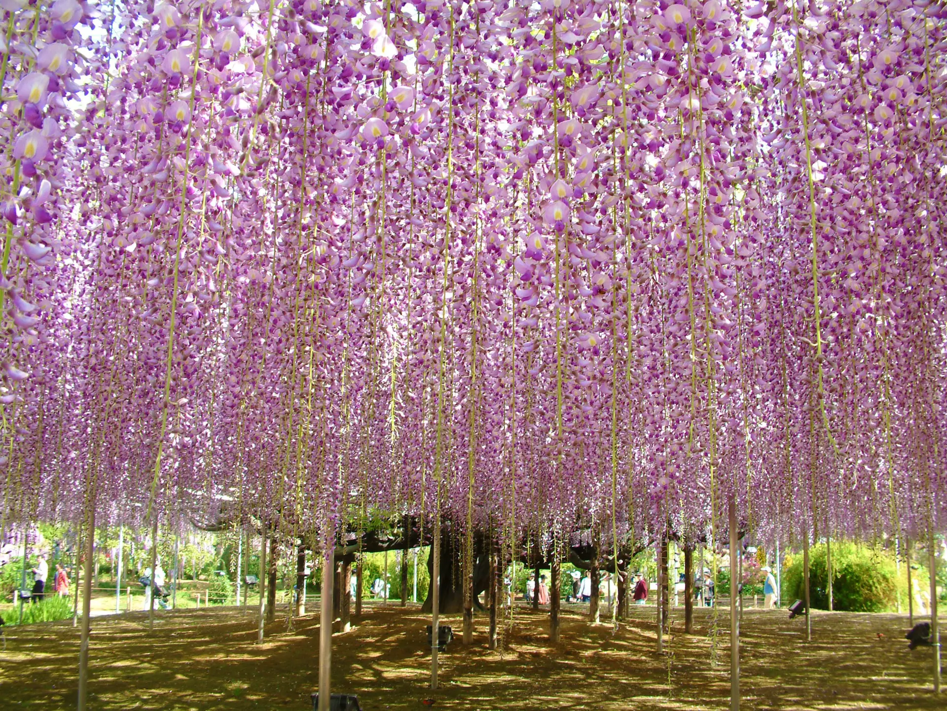 The Tale of the Wisteria: Great Wisteria Festival is held from mid-April to mid-May