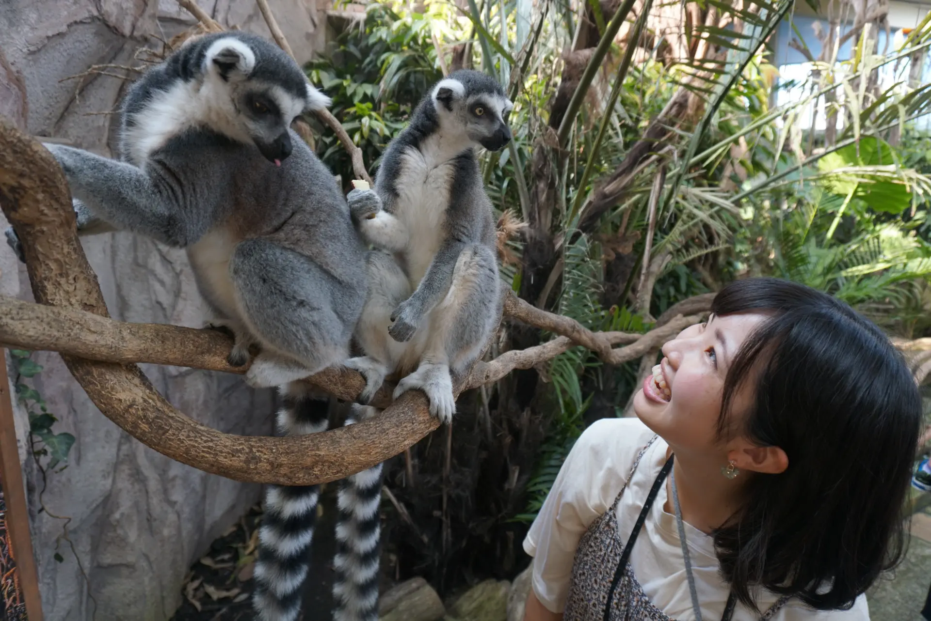 Visitors can also see ring-tailed lemurs up close