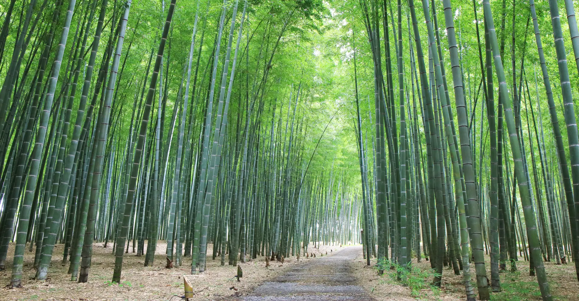A wide range of bamboo-related activities is available amid the natural surroundings
