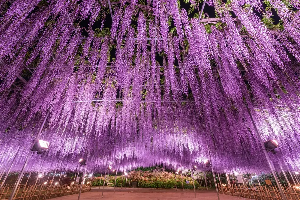 Evening illuminations are also held during The Tale of the Wisteria