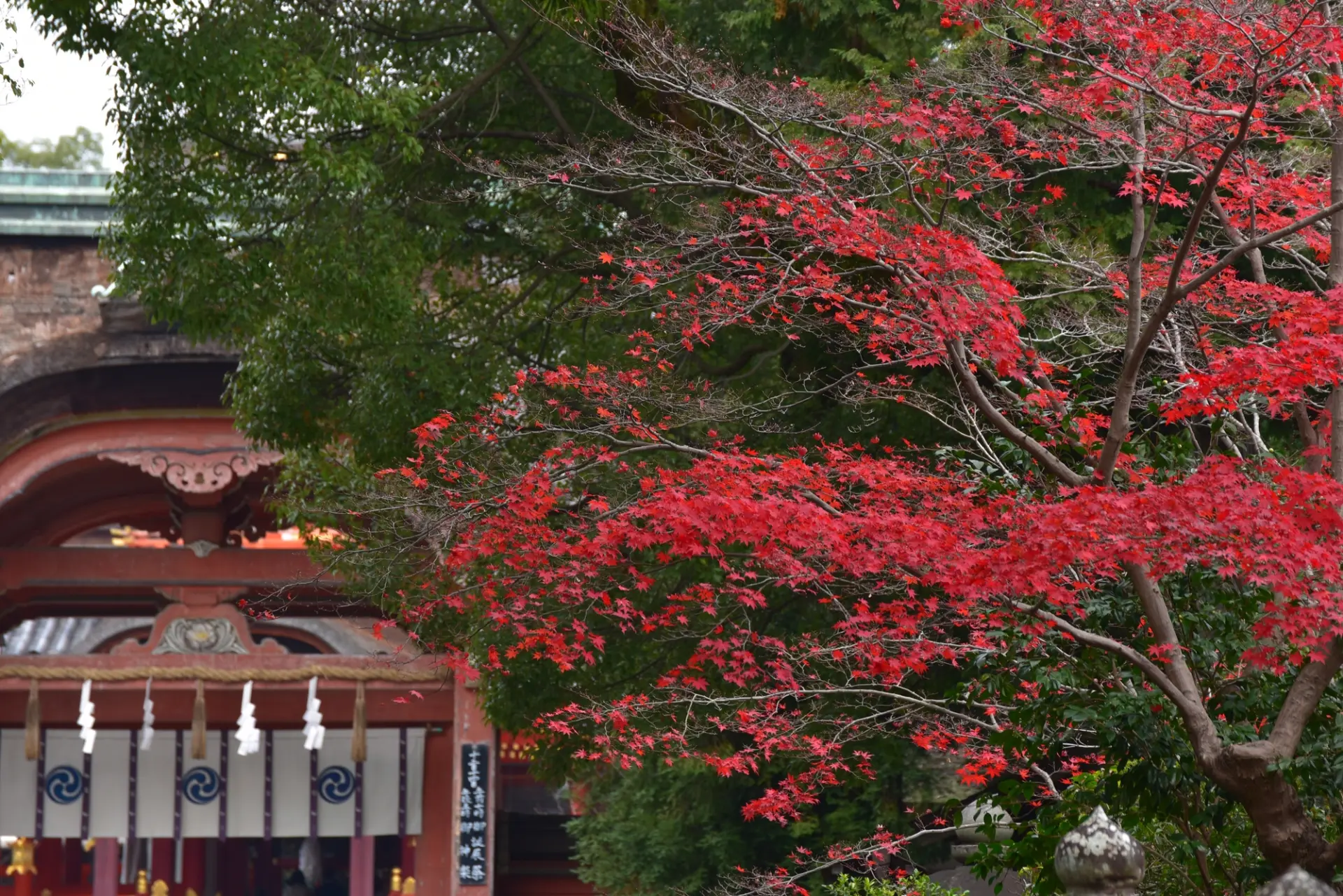 鮮やかに色づく紅葉が境内を彩る、秋の石清水八幡宮