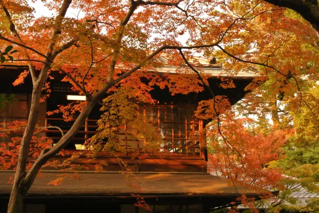 紅葉に包まれる無鄰菴の建物。鮮やかな赤や橙の葉が秋の風情を添える