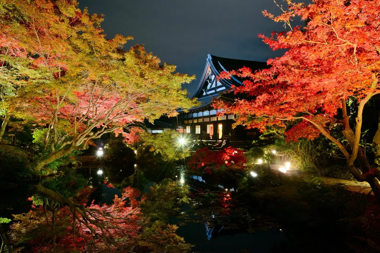 紅葉に包まれ、夜のライトアップに浮かぶ金戒光明寺の庭園