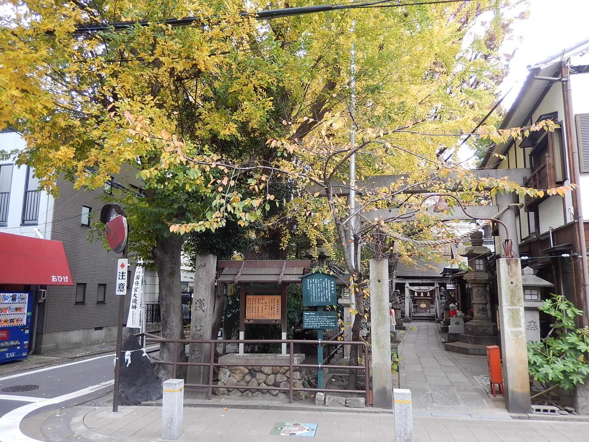 浅間神社の境内にそびえる、樹齢300年を超える大木