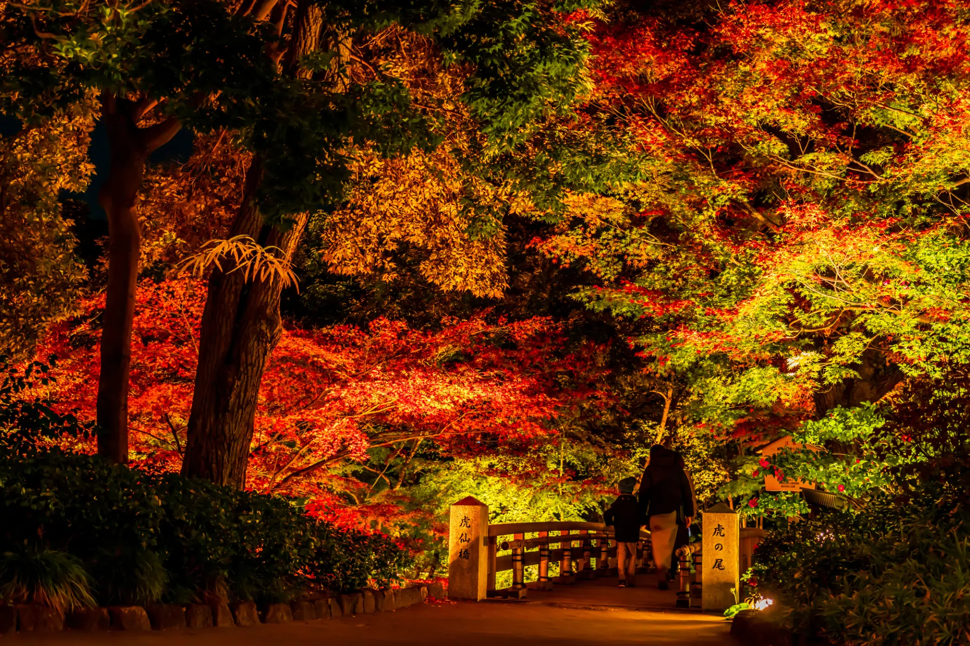 ライトアップに照らされ、鮮やかな紅葉に包まれる庭園