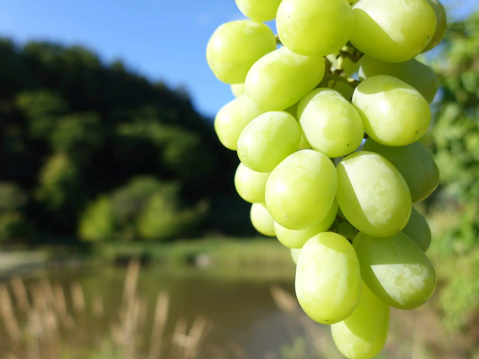 旬を迎えたぶどうが実り、山梨らしい秋の味覚が楽しめる季節