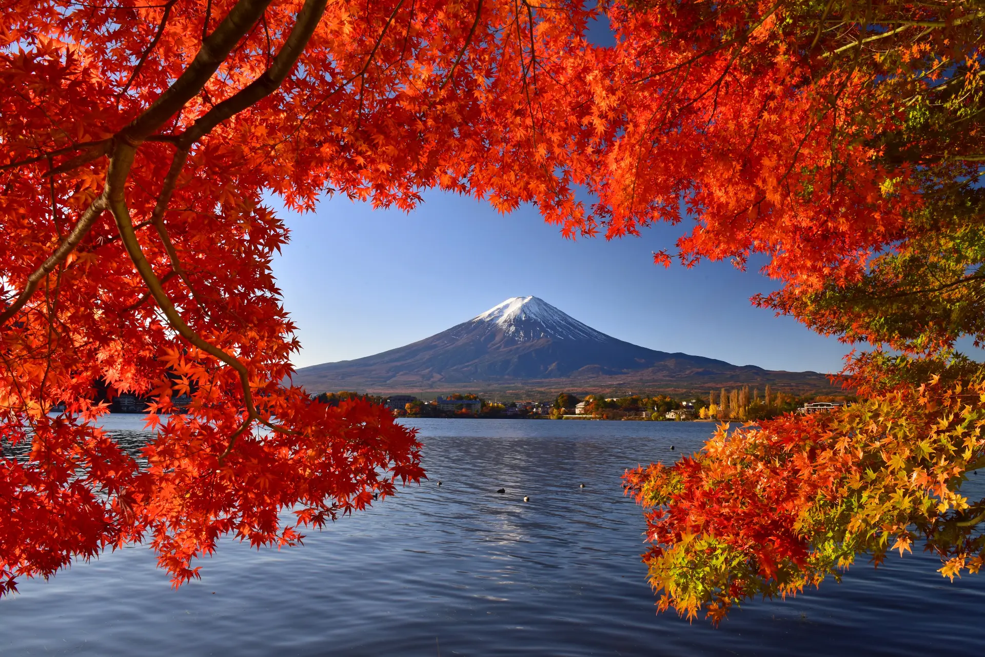 赤く色づいたモミジ越しに、湖面と富士山を望む秋の絶景
