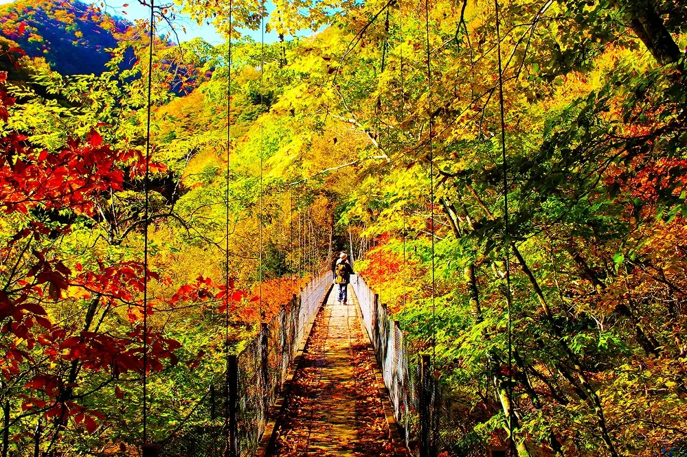 紅葉に包まれた二俣吊り橋。渓谷を渡りながら、ほどよいスリルも味わえる
