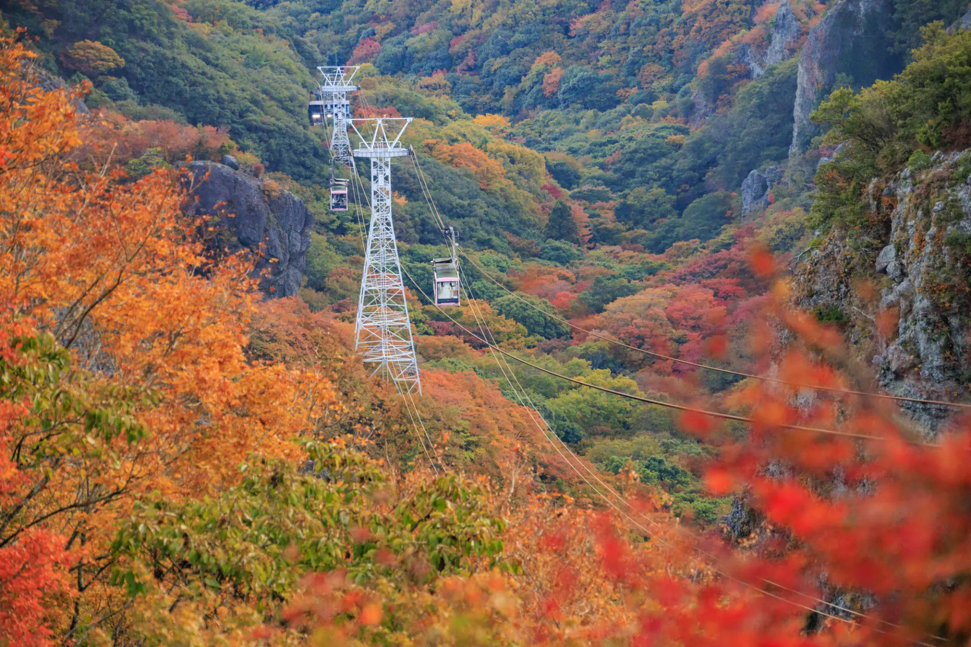 渓谷を鮮やかに染める紅葉の中を、ロープウェイが進む