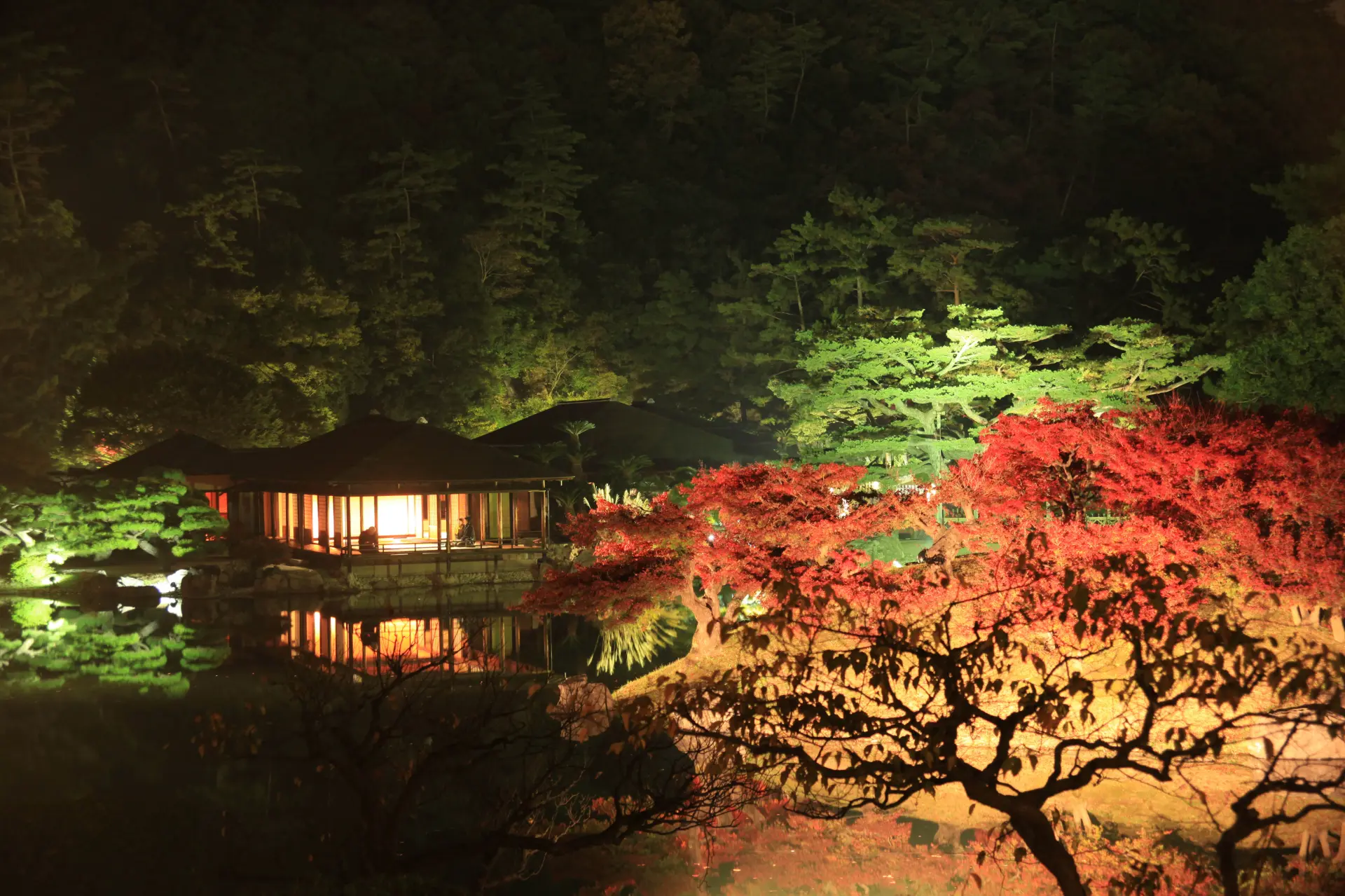 ライトアップに浮かぶ紅葉と、池の水面に映る茶屋が彩る夜の庭園
