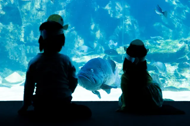 天候を気にせず楽しめる水族館は、親子旅の立ち寄り先にもぴったり