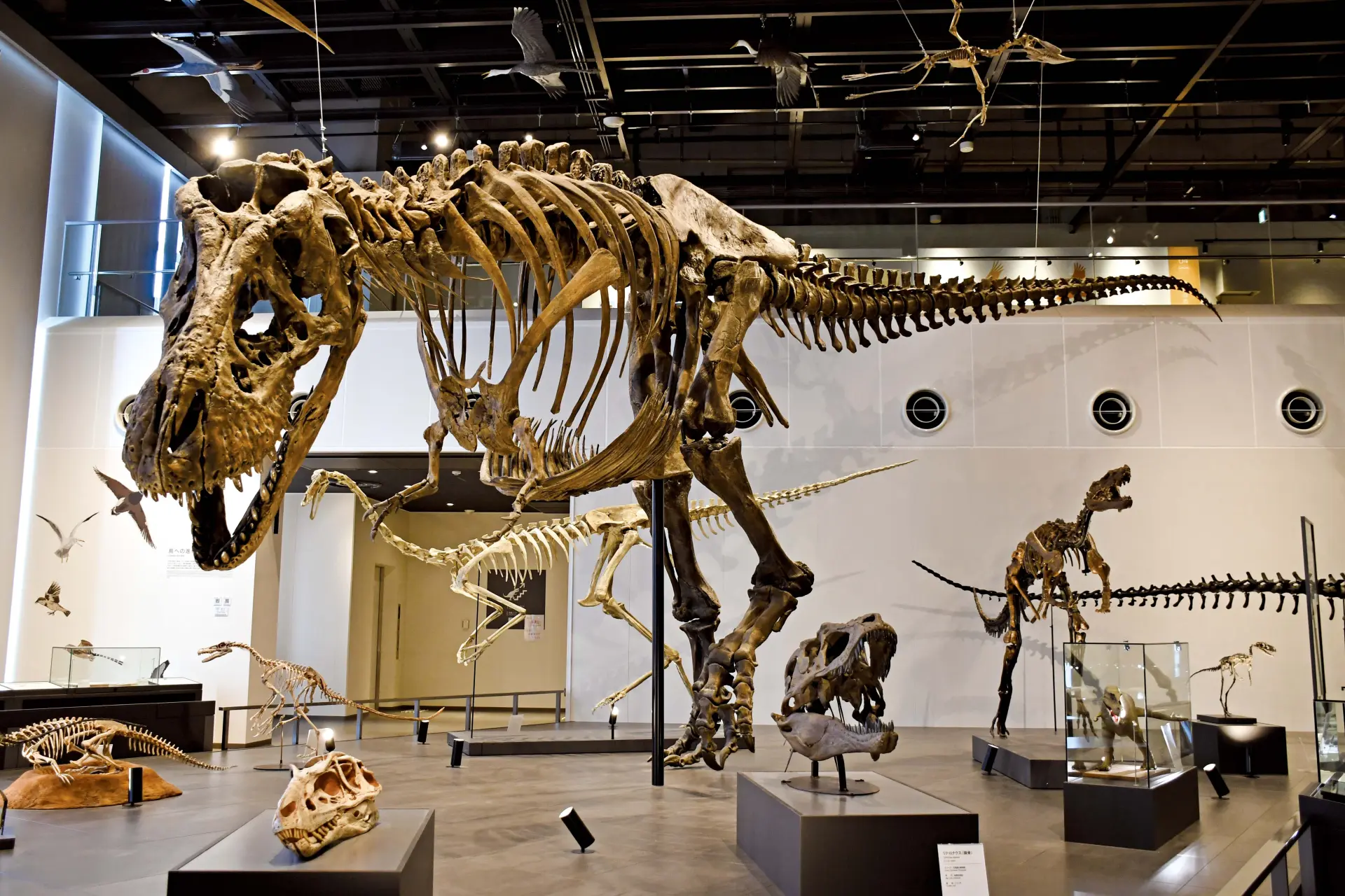 世界最大級サイズのティラノサウルスの標本レプリカを展示