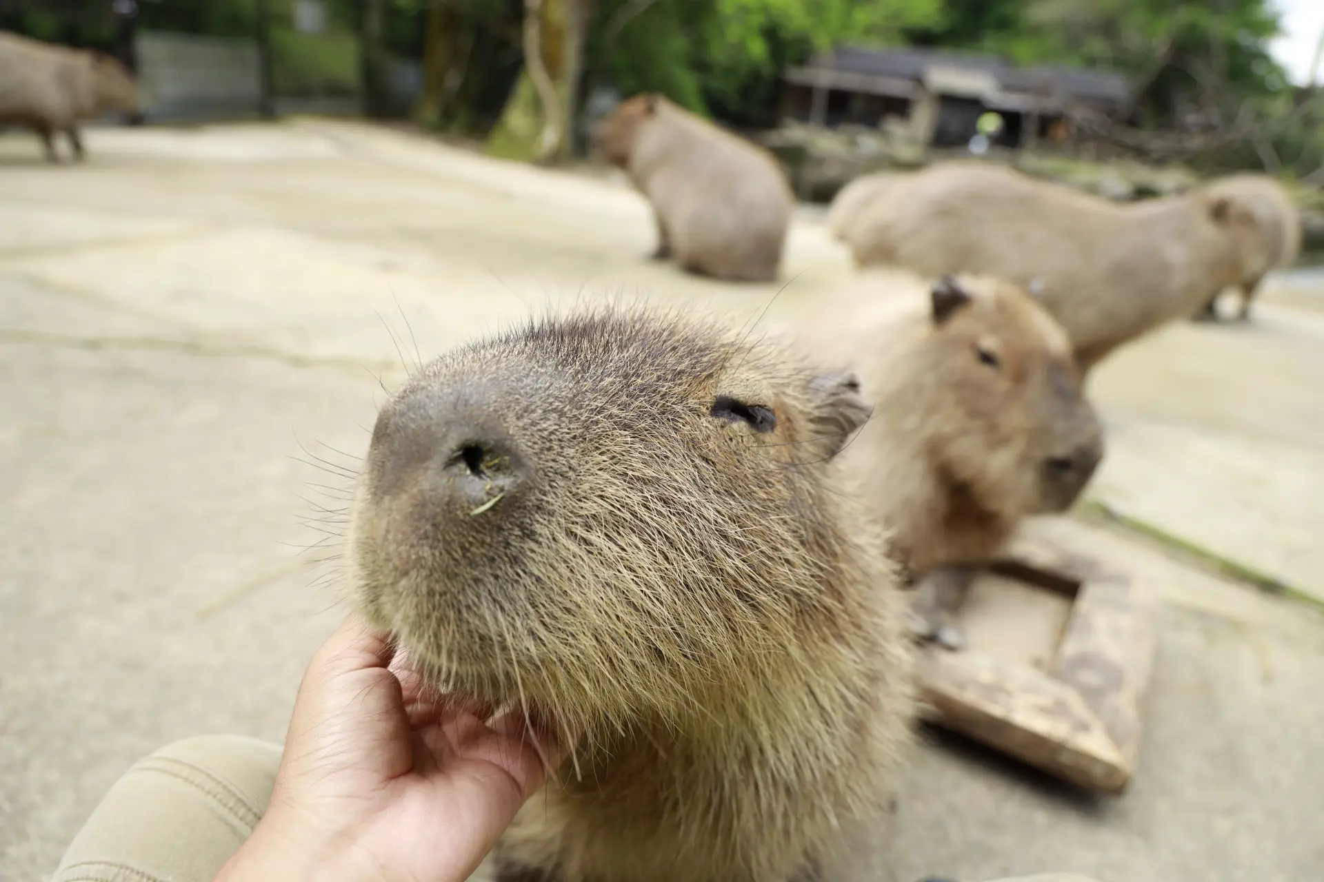 園内のいたるところで、動物たちとのふれあいが待っている
