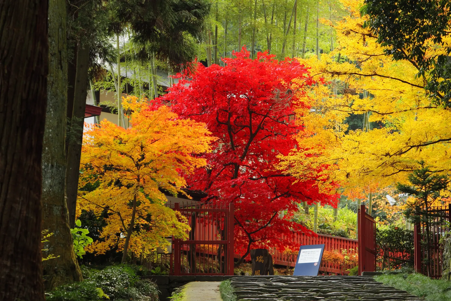 赤や黄に色づく紅葉が、石段沿いを鮮やかに彩る