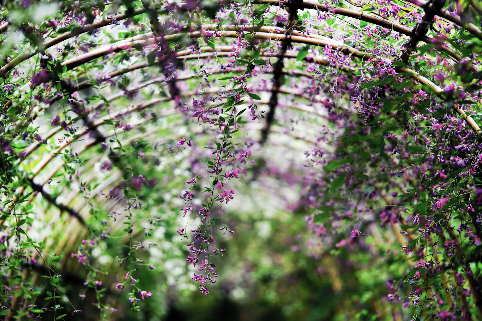 向島百花園の名物、紫色の花を咲かせる「萩のトンネル」