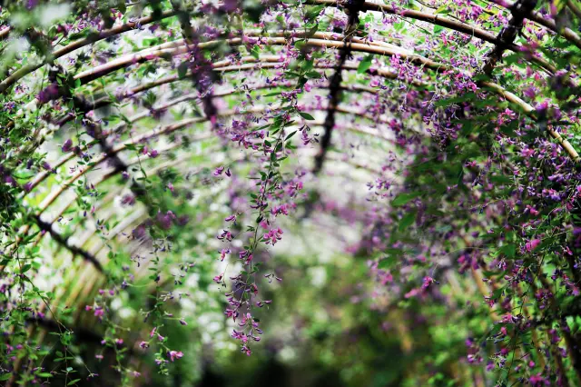 向島百花園的著名景觀「胡枝子隧道」，盛開著紫色花朵
