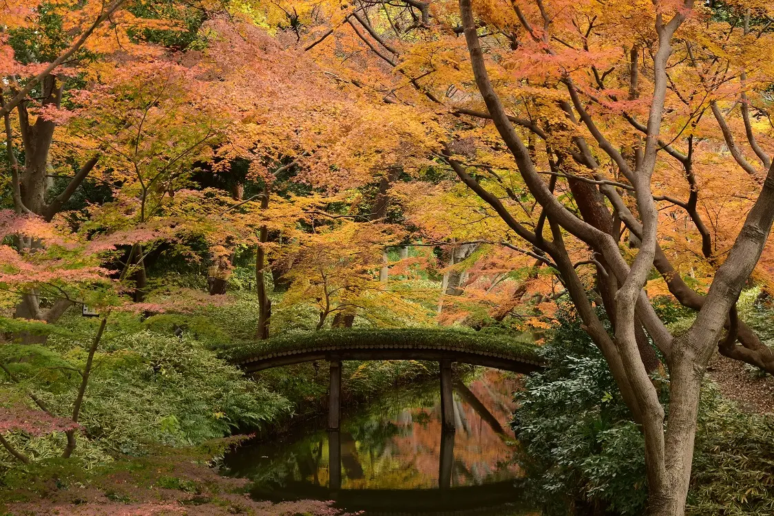 色づく木々と池に架かる橋が織りなす、秋の庭園風景