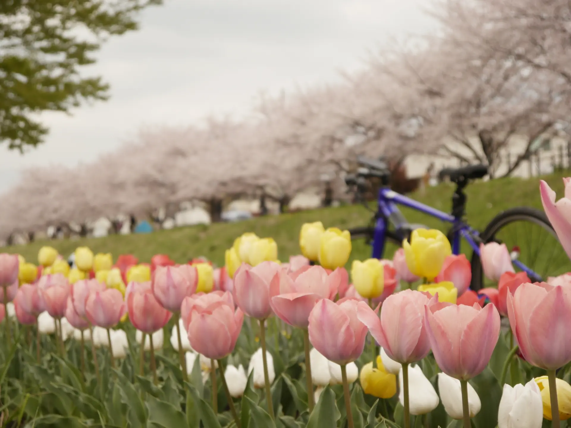 例年4月に見ごろを迎える園内のチューリップと桜