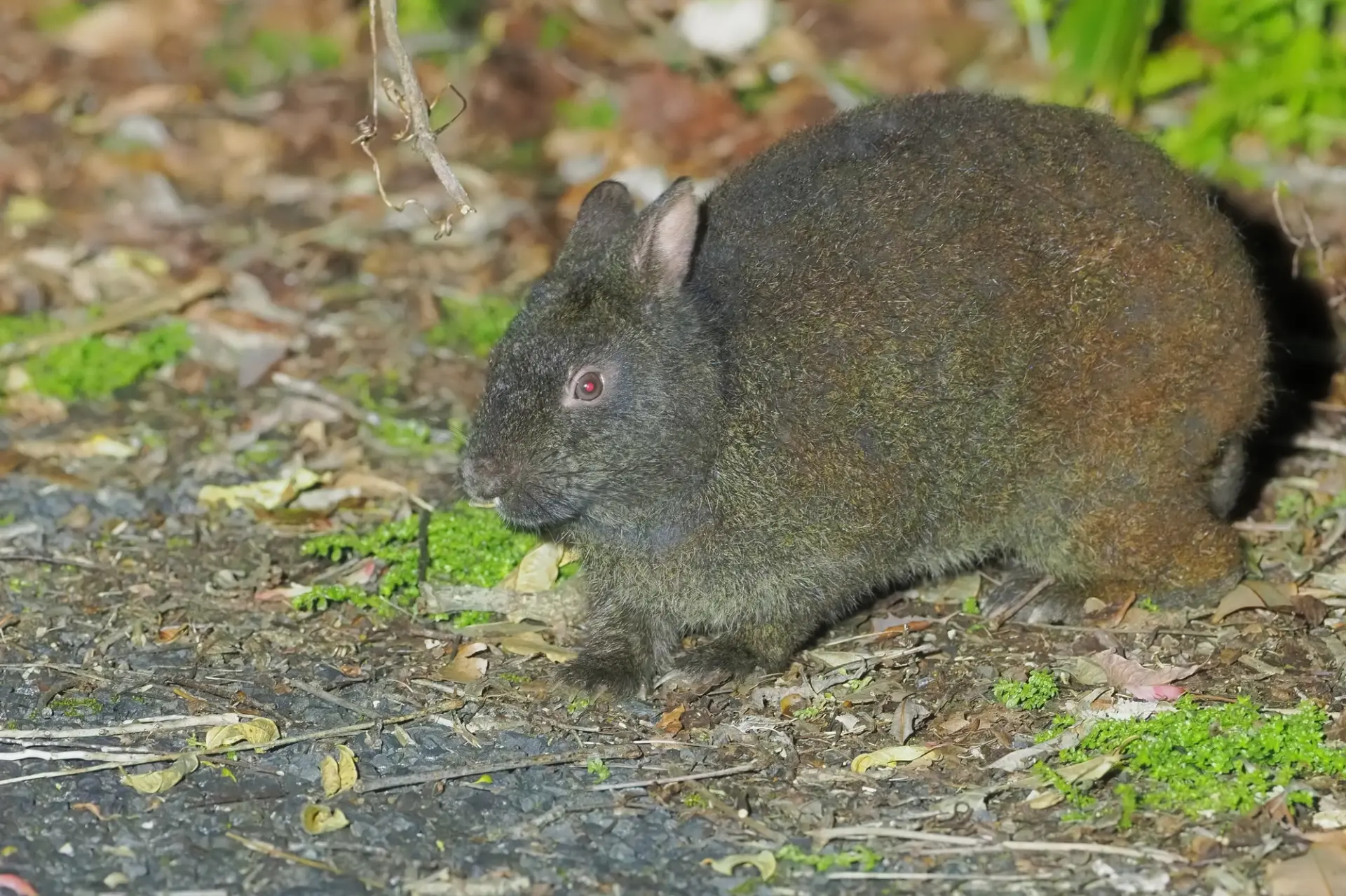夜間に餌を探すアマミノクロウサギ