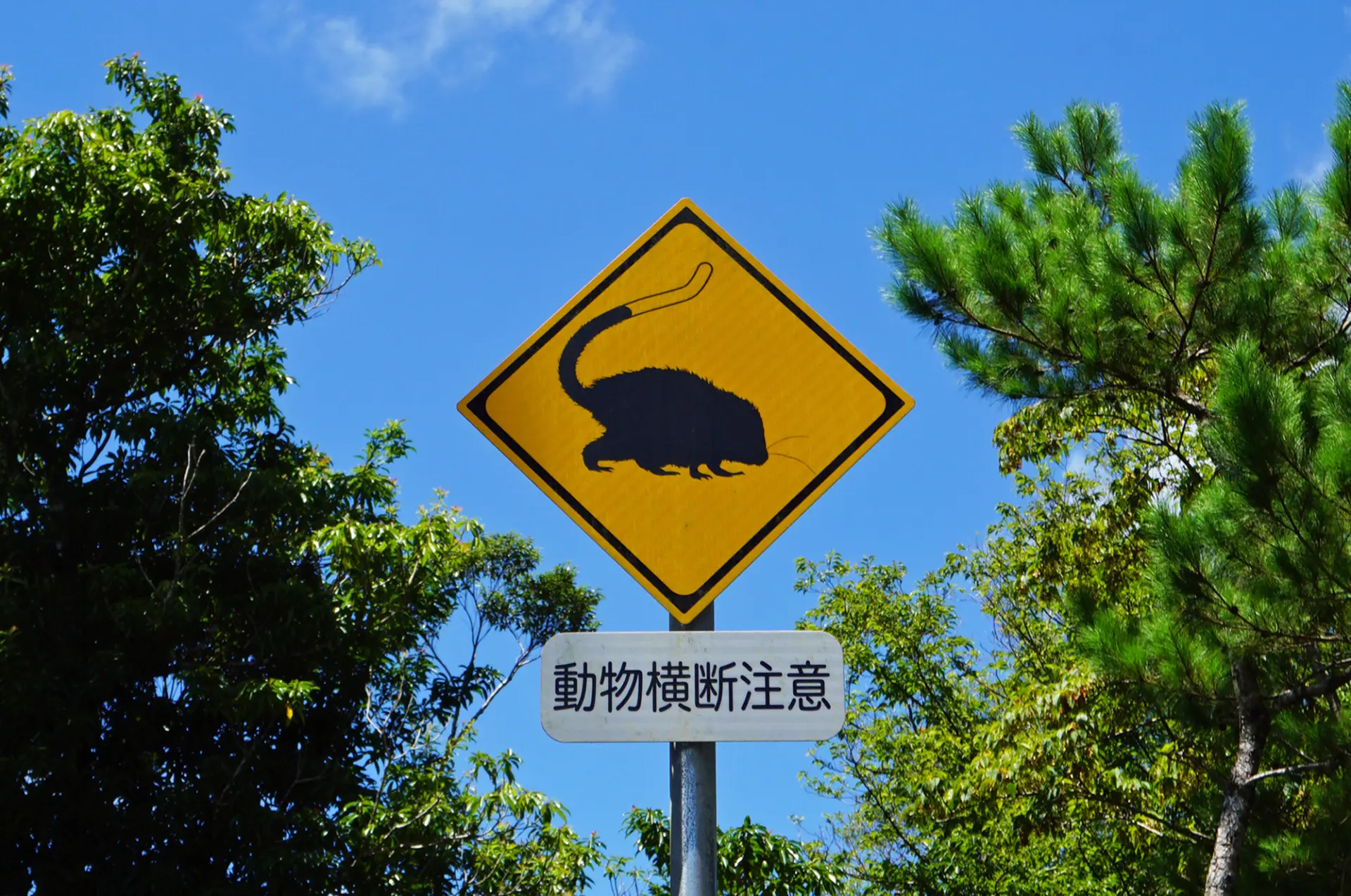 野生動物が暮らす島ならではの道路標識