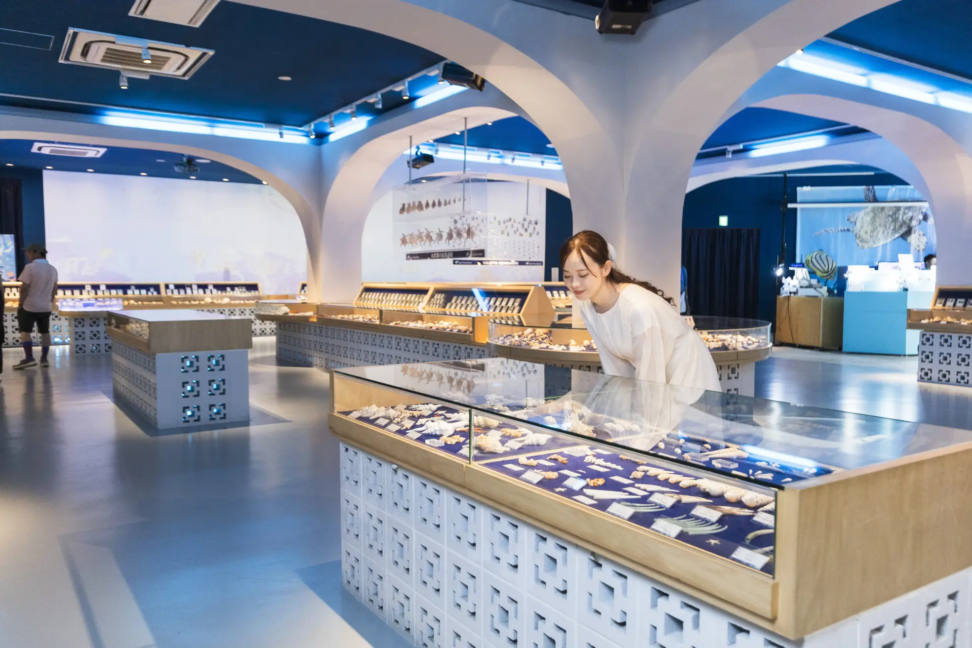 More than 10,000 seashells on display at the Shell Museum