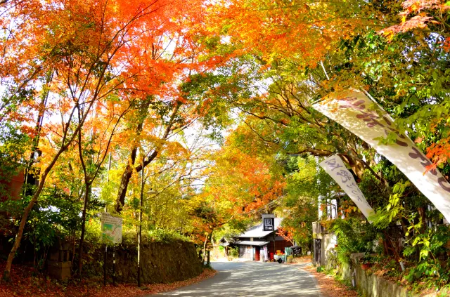 黒川温泉では、紅葉に包まれた温泉街と山あいの湯を一緒に味わえる