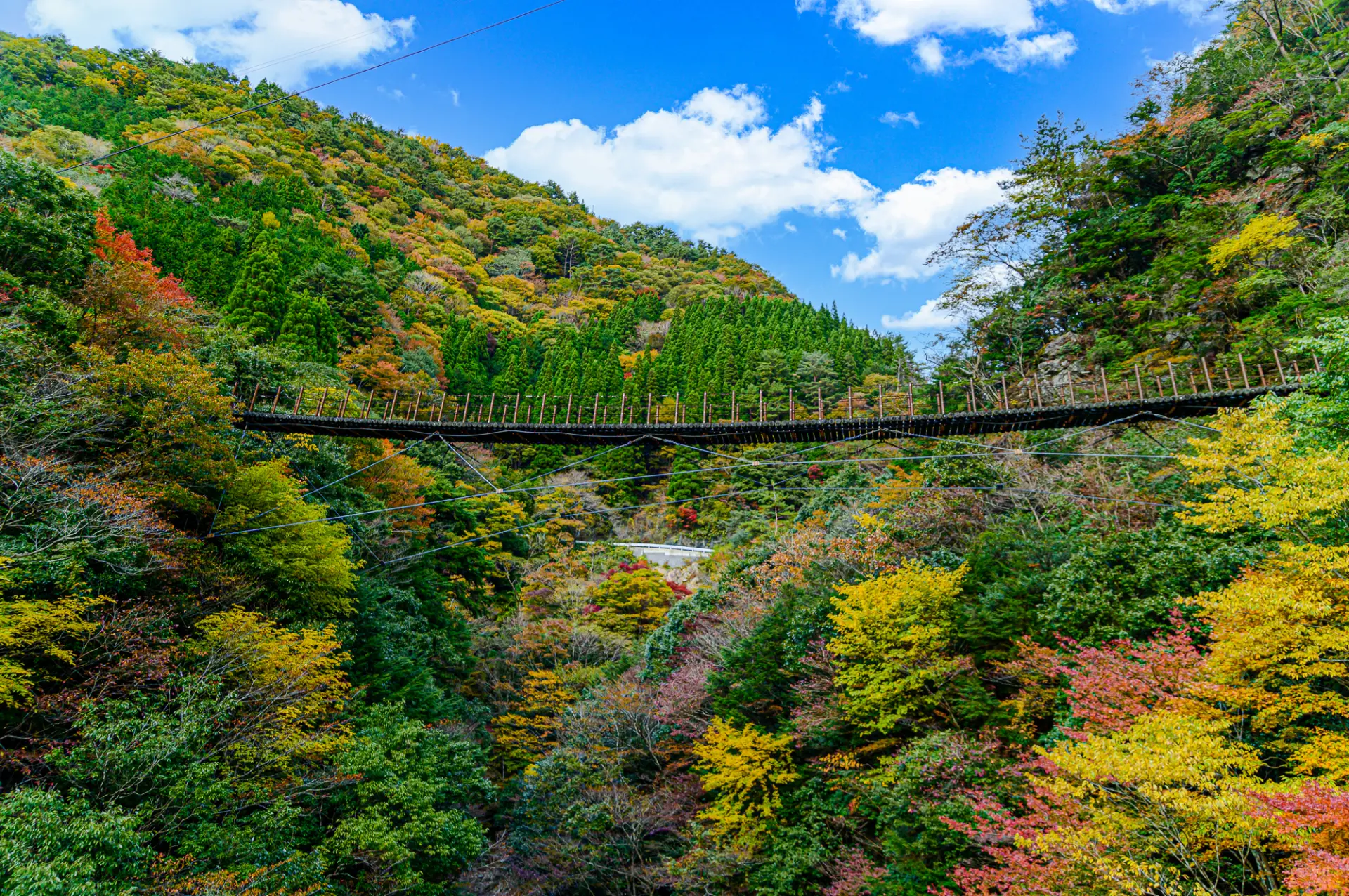峡谷をつなぐ吊り橋から、色づく山々を一望
