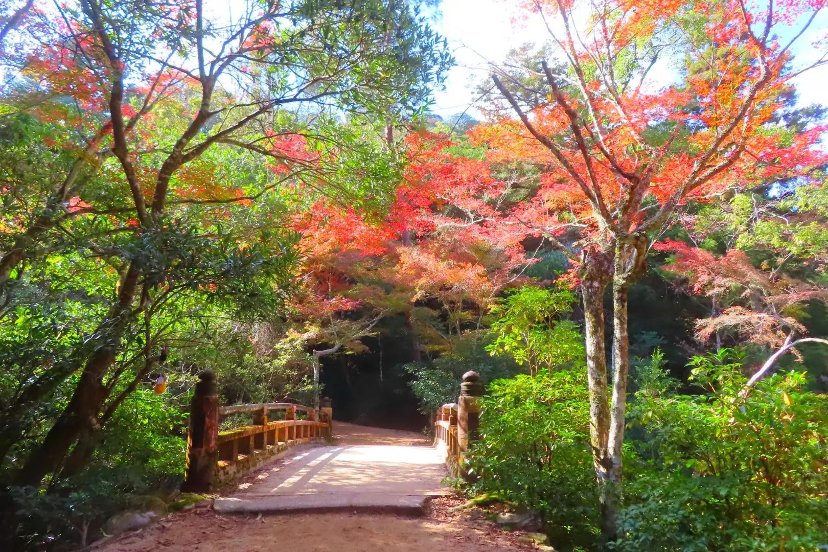紅葉谷公園を鮮やかに彩る紅葉