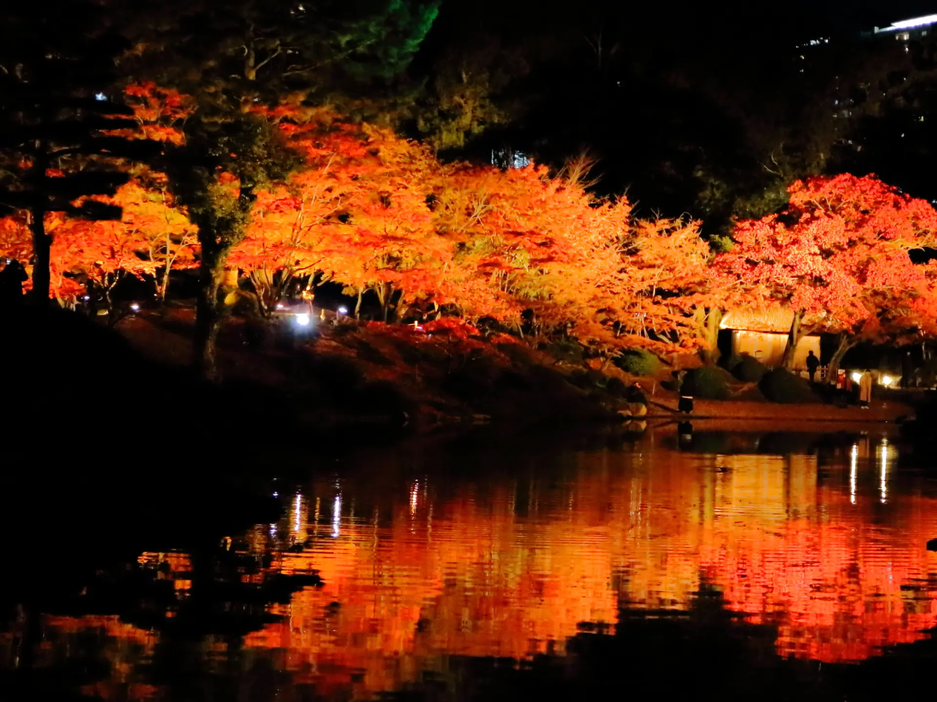 ライトアップされた紅葉が、水面まで鮮やかに染める