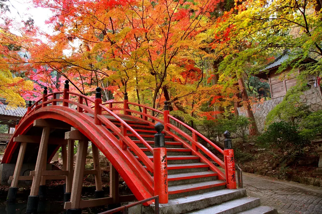紅葉に包まれる、丹生神社へ続く朱塗りの橋