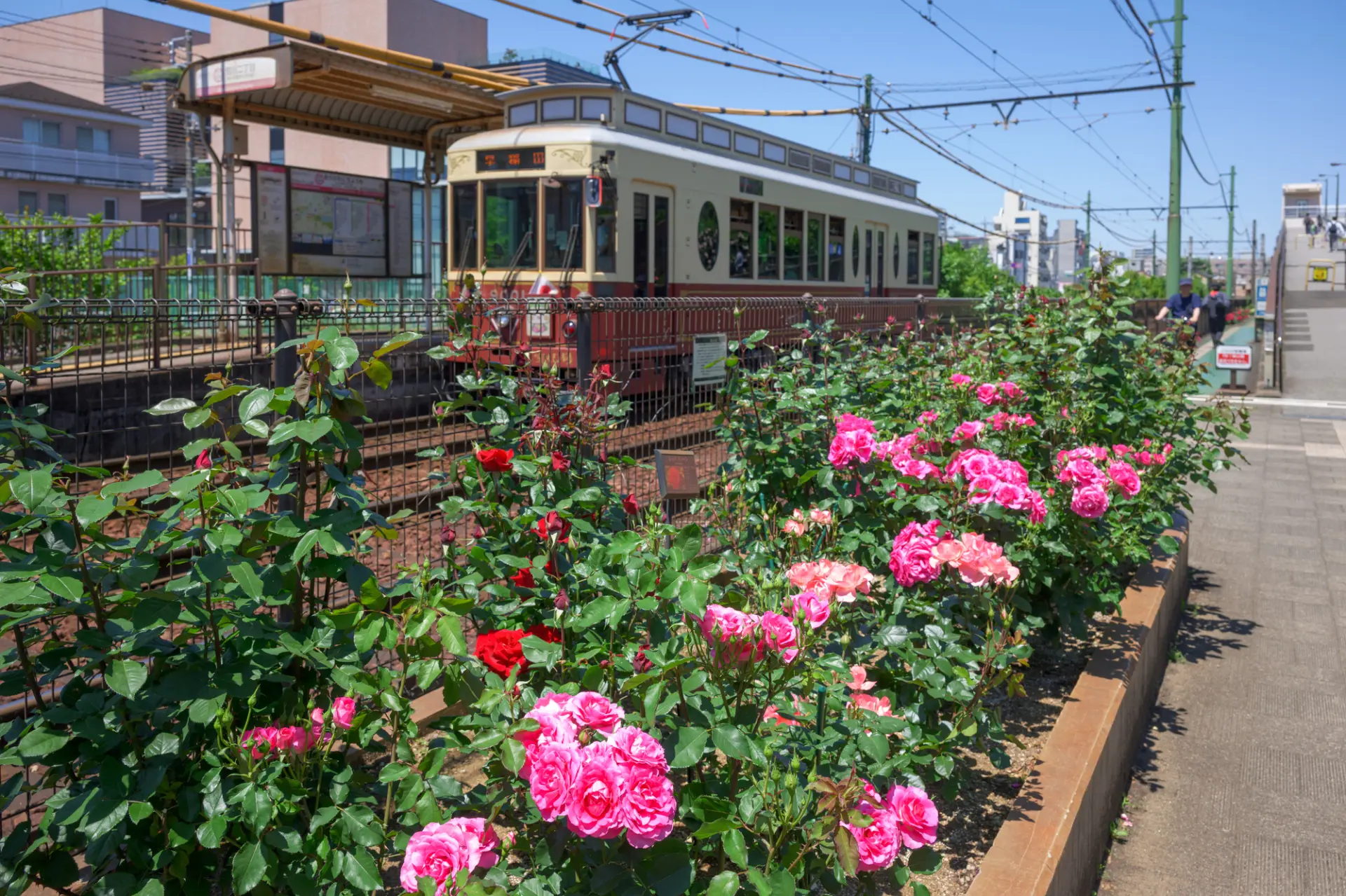 春と秋はよく手入れされたバラの花々を見ることができる