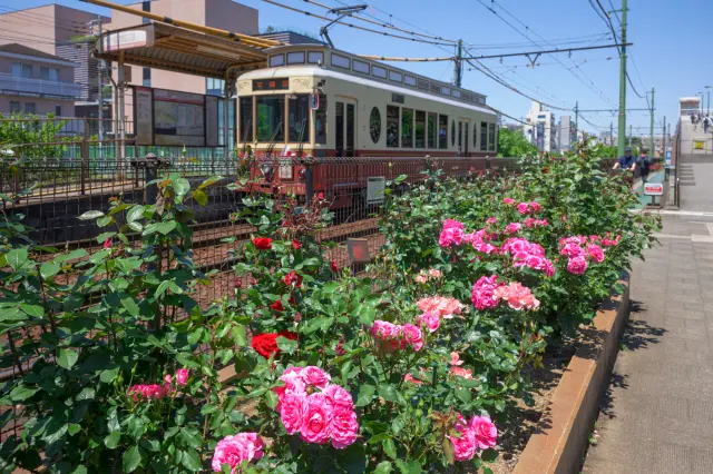 Well-tended roses bloom along the line in spring and fall