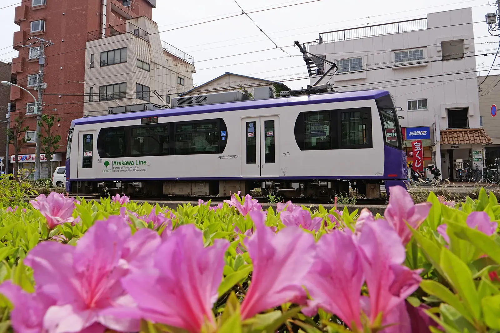 花と都電車両を収めた風景写真を、沿線の多くの場所で撮影できる