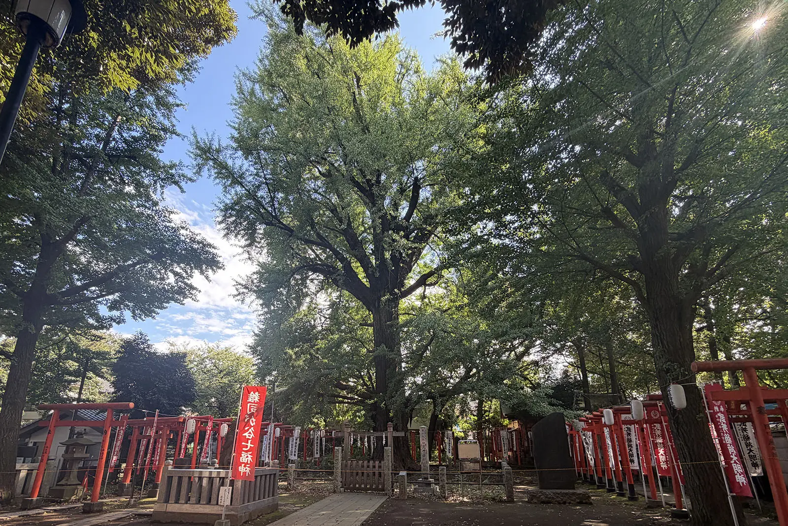 大イチョウは参道から境内に入ってすぐ左手にそびえている